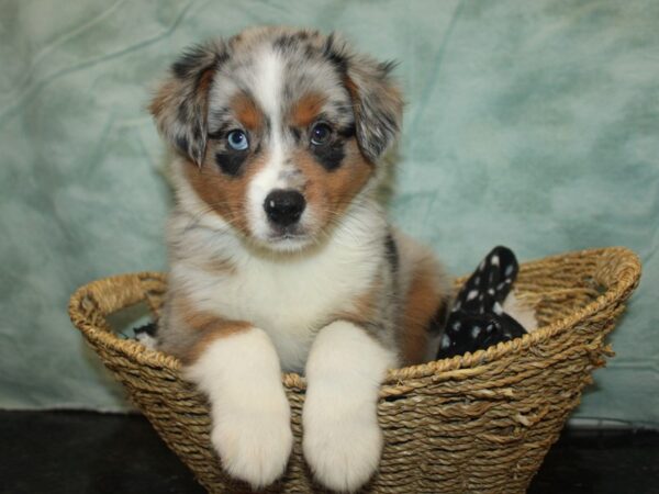 [#21032] Blue Merle Female Miniature American Shepherd Puppies For Sale