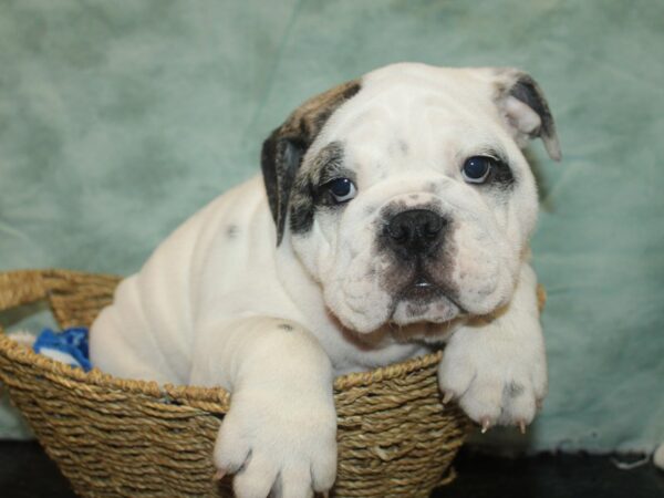 English Bulldog-Dog-Male-Brindle and White-21035-Petland Rome, Georgia