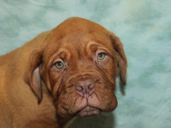 Dogue De Bordeaux-Dog-Male-Red-21030-Petland Rome, Georgia