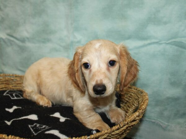 Dachshund Dog Male Cream 21043 Petland Rome, Georgia