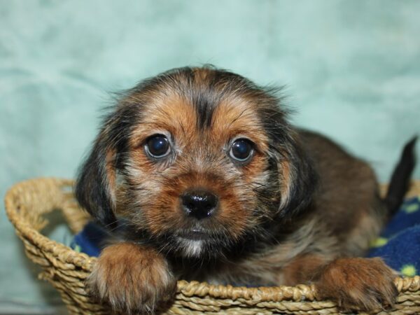 Shorkie-Dog-Male-sable-21040-Petland Rome, Georgia