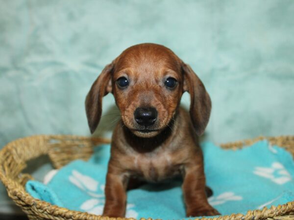 Dachshund-Dog-Male-Red-9809-Petland Rome, Georgia