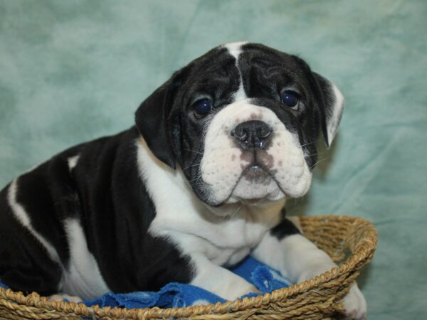 English Bulldog-Dog-Male-Black and White-9806-Petland Rome, Georgia