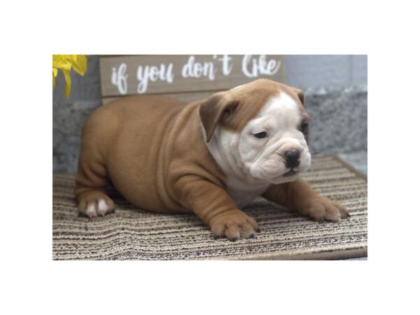 Victorian Bulldog-Dog-Male-Fawn / White-21049-Petland Rome, Georgia