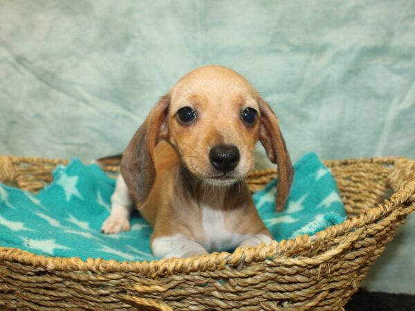 Miniature Dachshund-Dog-Female-Isabella Pie-21072-Petland Rome, Georgia