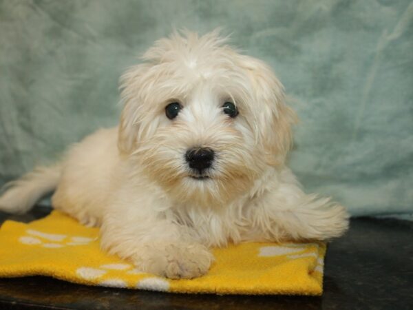 Havanese Dog Male Cream 9821 Petland Rome, Georgia