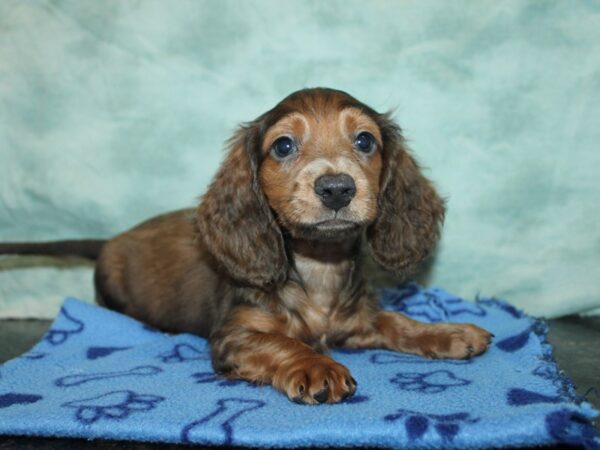 Miniature Dachshund-Dog-Male--9826-Petland Rome, Georgia