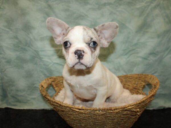 French Bulldog Dog Male Blue Merle / White 21081 Petland Rome, Georgia