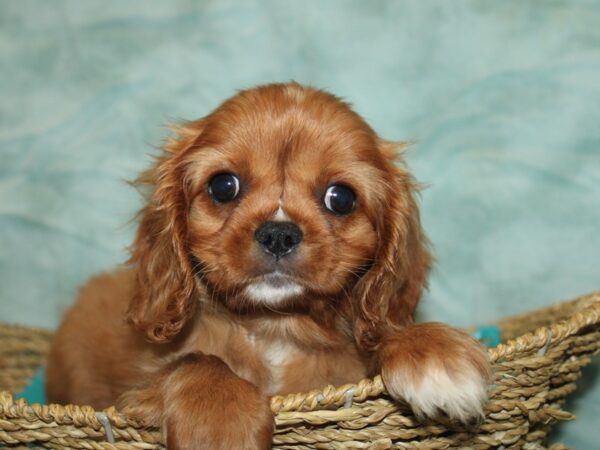 Cavalier King Charles Spaniel Dog Male Red 9829 Petland Rome, Georgia