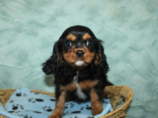 Cavalier King Charles Spaniel-Dog-Male-Black / Tan-21097-Petland Rome, Georgia