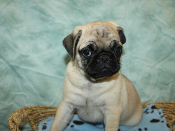 Pug Dog Male Fawn 21096 Petland Rome, Georgia