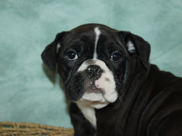 Mini Bulldog-Dog-Female-Black-21092-Petland Rome, Georgia