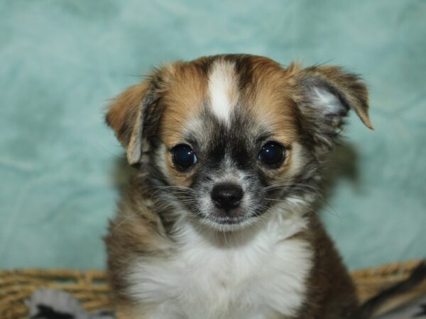 Chihuahua-Dog-Female-Sable / White-21089-Petland Rome, Georgia