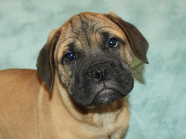 Bullmastiff-Dog-Male-Fawn-21098-Petland Rome, Georgia