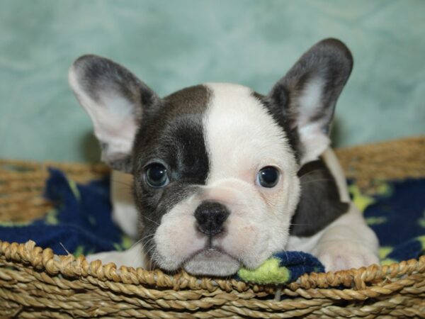 French Bulldog-Dog-Female-Pied-9839-Petland Rome, Georgia