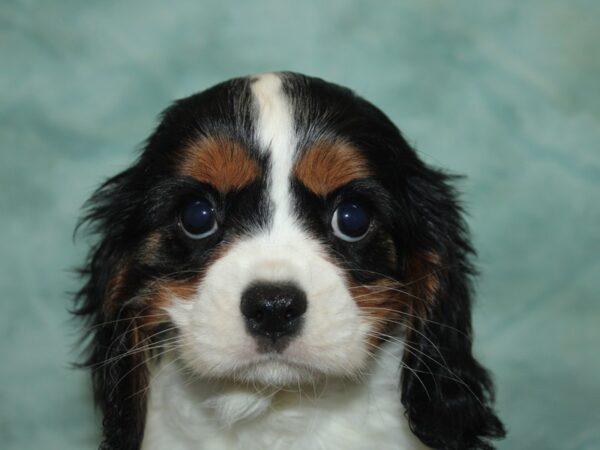 Cavalier King Charles Spaniel-Dog-Female-Tri-9837-Petland Rome, Georgia