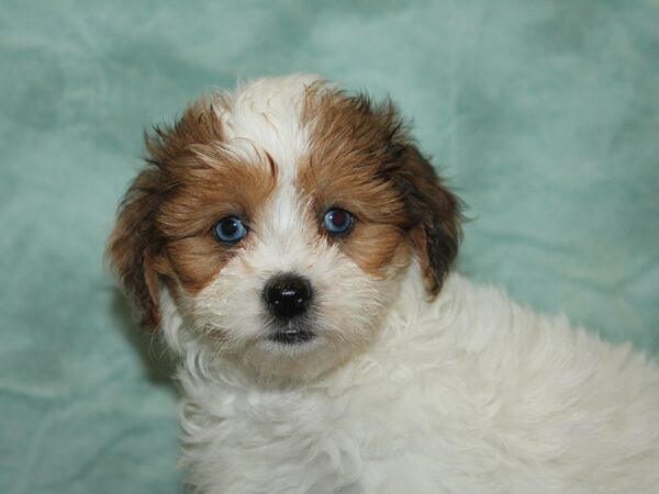 ShizaPoo-Dog-Female-Black Tan / White-21106-Petland Rome, Georgia