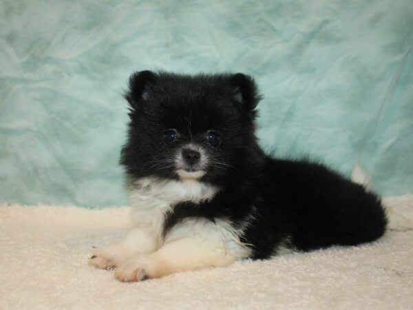 Pomeranian-Dog-Female-Black & White-21112-Petland Rome, Georgia