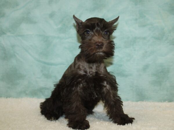 Miniature Schnauzer-Dog-Female-Liver-21110-Petland Rome, Georgia