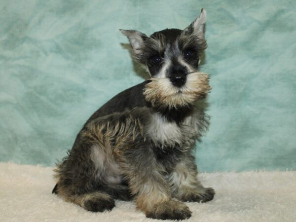 Miniature Schnauzer-Dog-Male-Salt / Pepper-21109-Petland Rome, Georgia