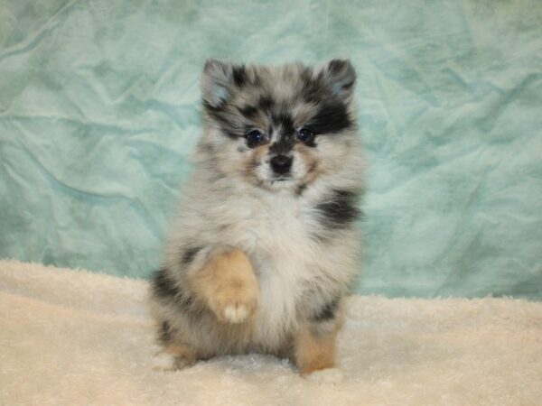 Pomeranian-Dog-Male-Blue Merle-9843-Petland Rome, Georgia