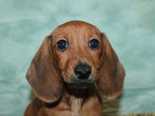 Dachshund Dog Male Red 21115 Petland Rome, Georgia