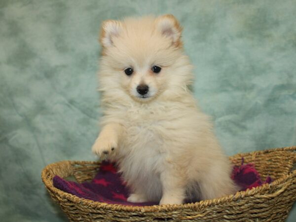 Pomeranian Dog Female Cream 9815 Petland Rome, Georgia