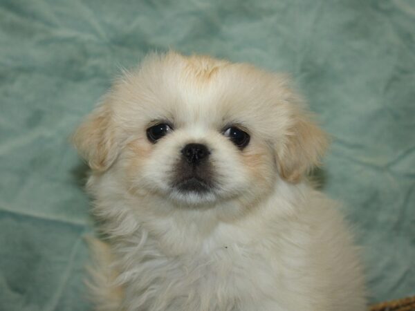 Pekingese Dog Male Cream 21107 Petland Rome, Georgia