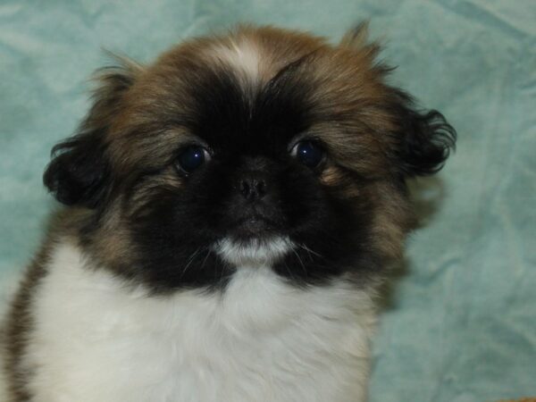 Pekingese Dog Female Fawn Sable 21087 Petland Rome, Georgia