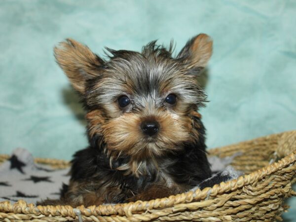 Yorkshire Terrier Dog Male Black / Tan 9835 Petland Rome, Georgia