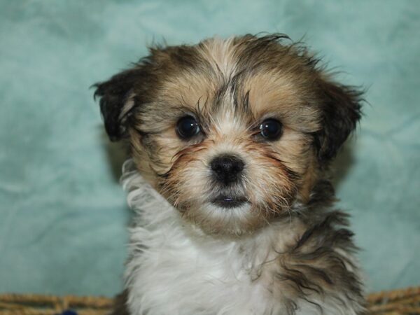 ShizaPoo-Dog-Male-Brown / White-9838-Petland Rome, Georgia