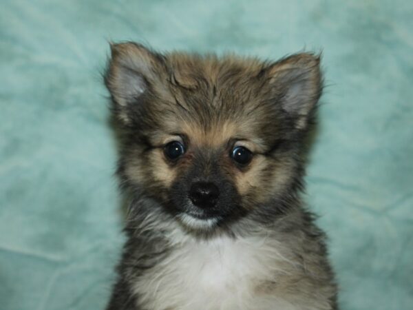 Pomeranian-Dog-Female-Tri-Colored-21104-Petland Rome, Georgia