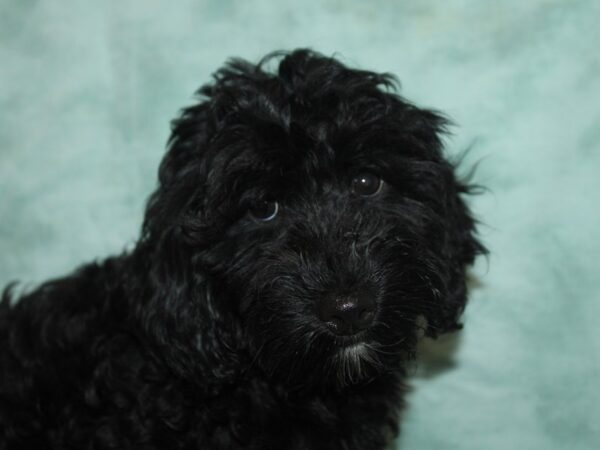 Golden Doodle-Dog-Male-Black-21113-Petland Rome, Georgia