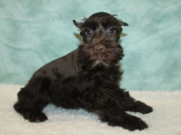 Miniature Schnauzer-Dog-Female-Liver-9842-Petland Rome, Georgia