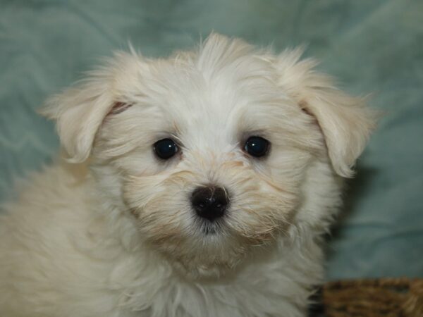 Maltese-Dog-Male-White-9848-Petland Rome, Georgia