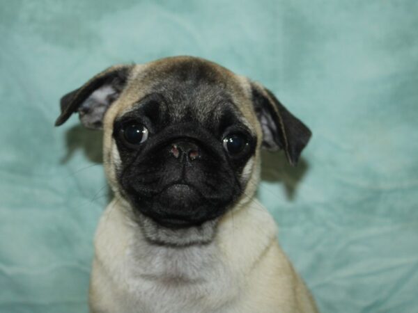 Pug-Dog-Female-Fawn-9849-Petland Rome, Georgia