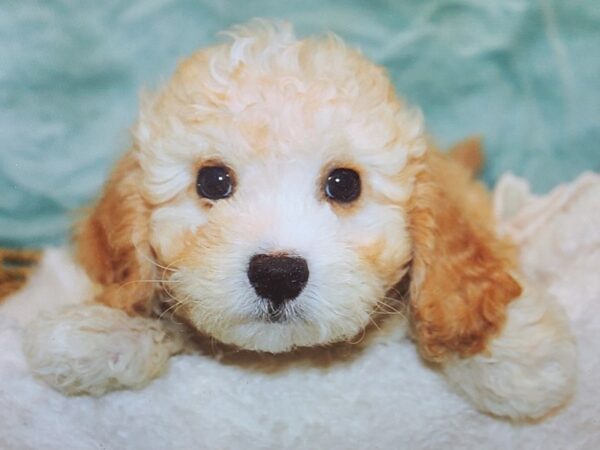 Cavapoo Dog Male Apricot 21121 Petland Rome, Georgia