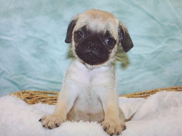 Pug Dog Male Fawn 9853 Petland Rome, Georgia