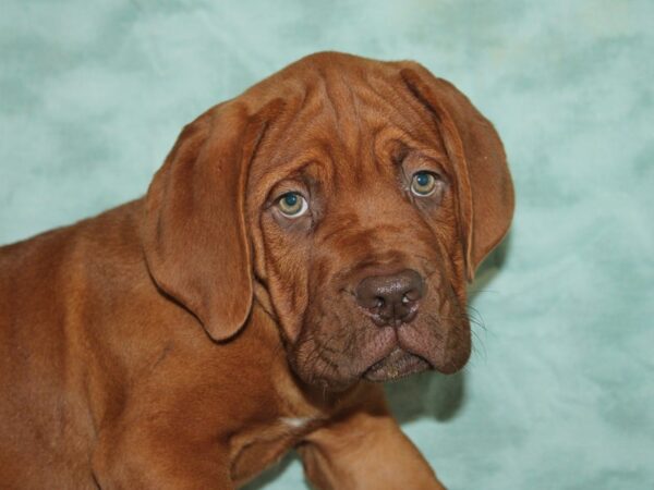 Dogue De Bordeaux-Dog-Male-Fawn-21122-Petland Rome, Georgia