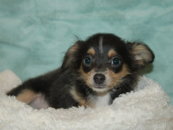 Chihuahua Dog Male Gray 21124 Petland Rome, Georgia