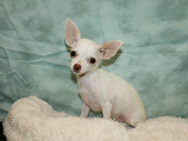 Chihuahua Dog Female White 21123 Petland Rome, Georgia