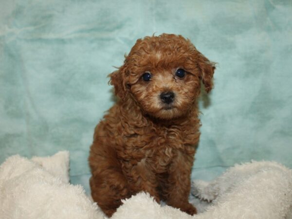 Miniature Poodle-Dog-Female-Red-9855-Petland Rome, Georgia