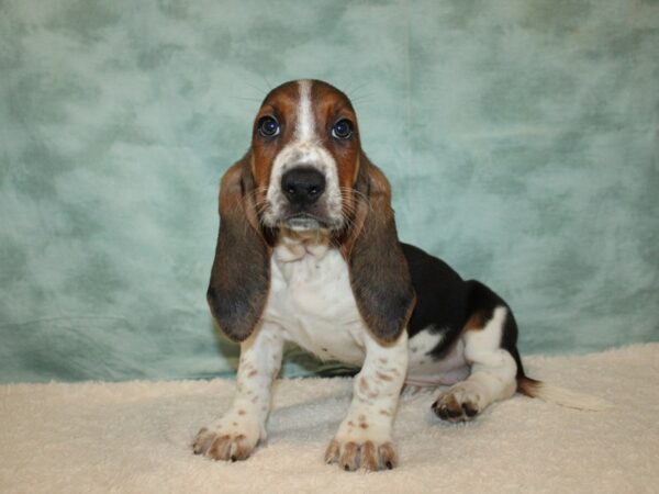 Basset Hound Dog Female Black Tan and White 21134 Petland Rome, Georgia