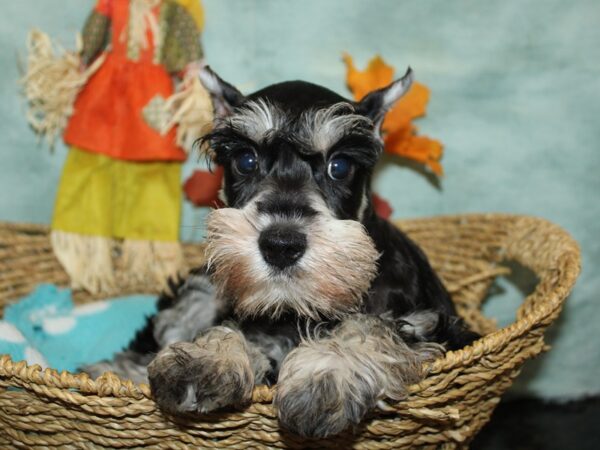 Miniature Schnauzer Dog Female Black / Silver 21131 Petland Rome, Georgia