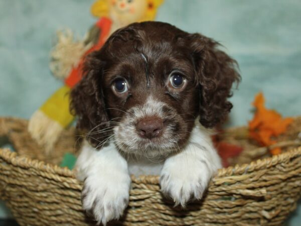 Cocker Spaniel Dog Male Chocolate and white 9862 Petland Rome, Georgia