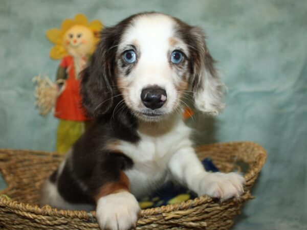 Dachshund Dog Male White / Silver 9872 Petland Rome, Georgia