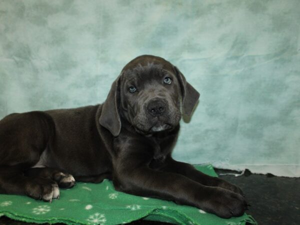 Cane Corso-Dog-Male-Blue-9866-Petland Rome, Georgia