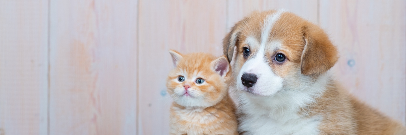 Pet Store Banner