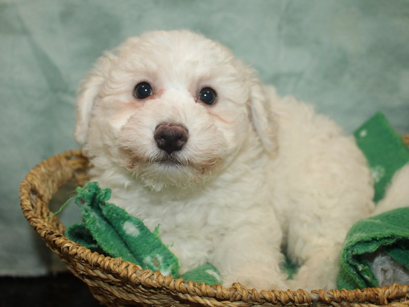 Bichon Frise - 9802 Image #1