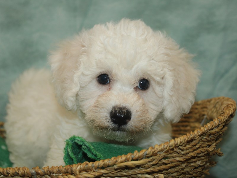 Bichon Frise - 9801 Image #1